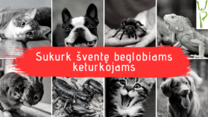 UP-Studija-sukurk-svente-beglobiams-keturkojams